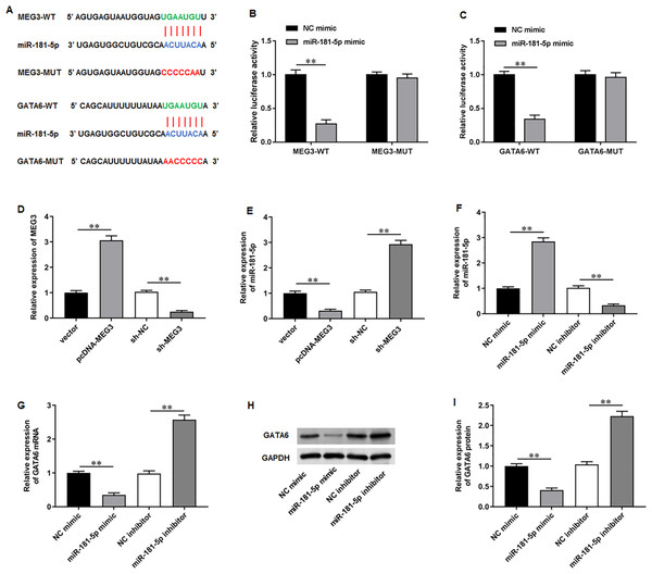 MiR-181-5p and GATA6 were downstream genes of MEG3 in PCa cells.