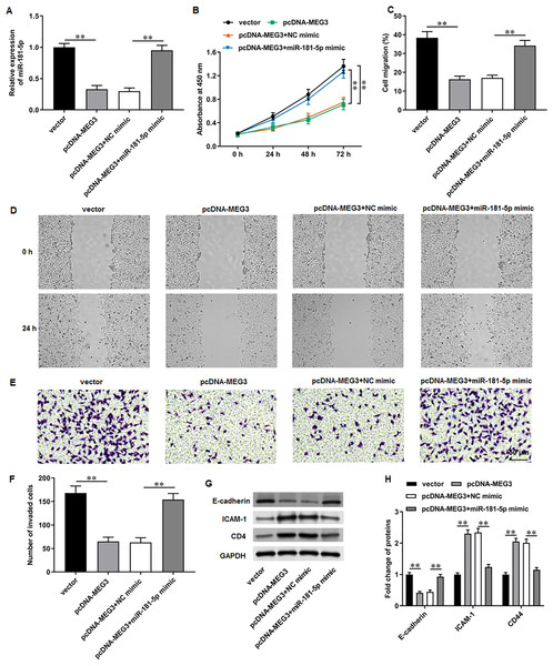 MiR-181-5p overexpression reversed MEG3 overexpression-mediated inhibition of PCa cell progression.