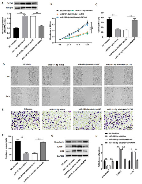 GATA6 silencing abrogated the effects of miR-181-5p inhibition on T24/DDP cell behaviors.