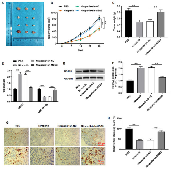 Niraparib mitigated PCa tumor growth in vivo through regulating the MEG3/miR-181-5p/GATA6 axis.