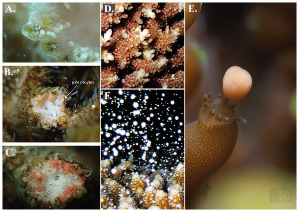 Stages of sexual reproduction in Acropora, Maldives.