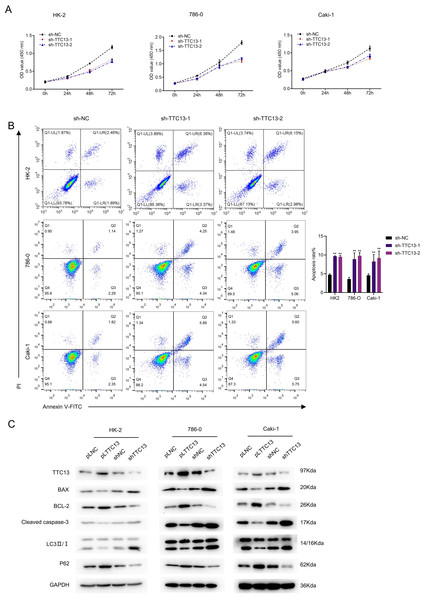 (A–C) TTC13 promoted the proliferation as well as inhibited the apoptosis and autophagy.