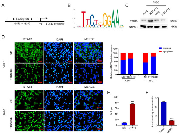 (A–F) STAT3 regulated TTC13 expression at the transcription level.