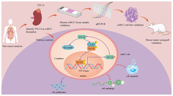 A working model of TTC13 regulation in ccRCC cells.