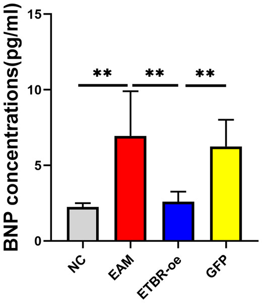 Effects of ETBR overexpression on serum BNP concentration.