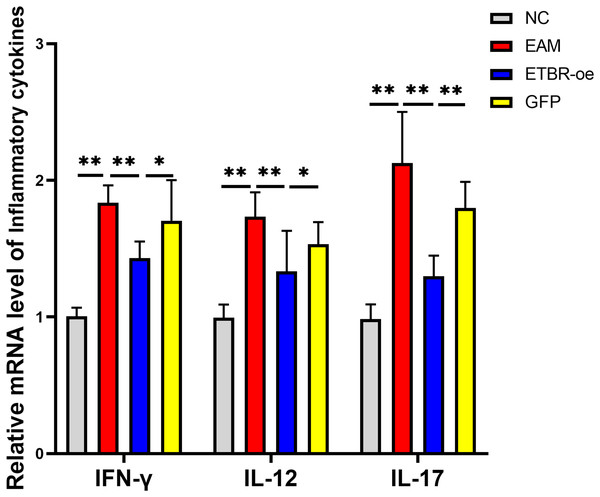 Effects of ETBR overexpression on expression of inflammatory cytokines IFN-γ, IL-12 and IL-17.