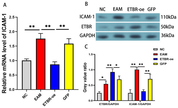 Effects of ETBR overexpression on ICAM-1 expression in EAM rats.