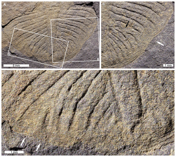 Ogygiocarella debuchii (Brongniart, 1822) from the Ordovician (Middle–Late, Darriwilian–Sandbian) aged upper Meadowtown Formation, Wales.