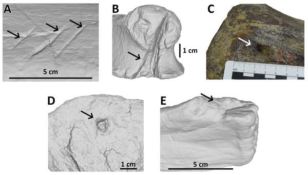 Examples of bite traces on Morrison Formation sauropod elements.