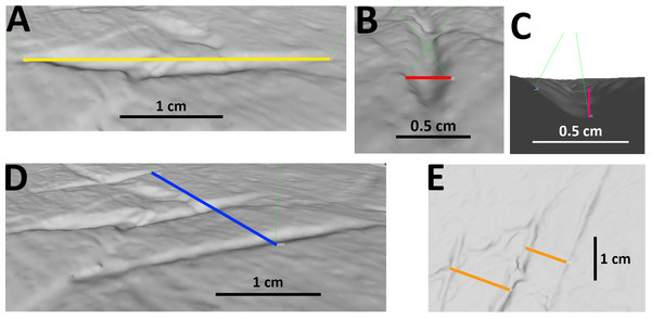 Examples of measurements of bite traces.