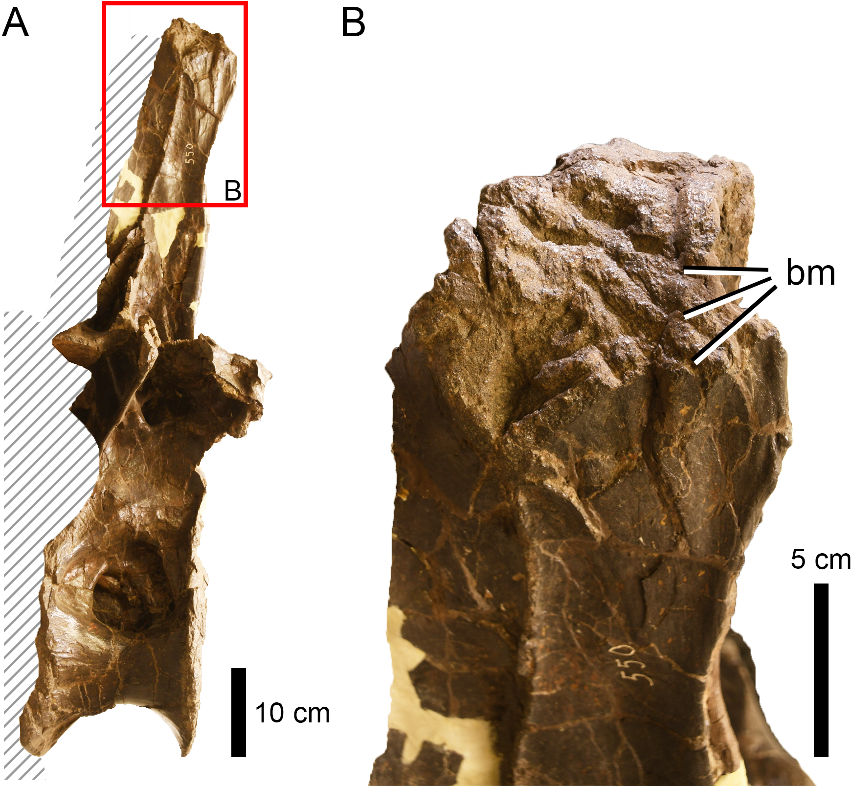 Bite and tooth marks on sauropod dinosaurs from the Morrison Formation  [PeerJ]
