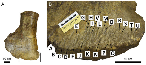 Scapula of Camarasaurus supremus showing bite traces (A) A saruopod scapula (AMNH FARB 5760 sc-3) and close up (B) that shows bite traces that follow the preferred orientation along the distal margin of the bone.
