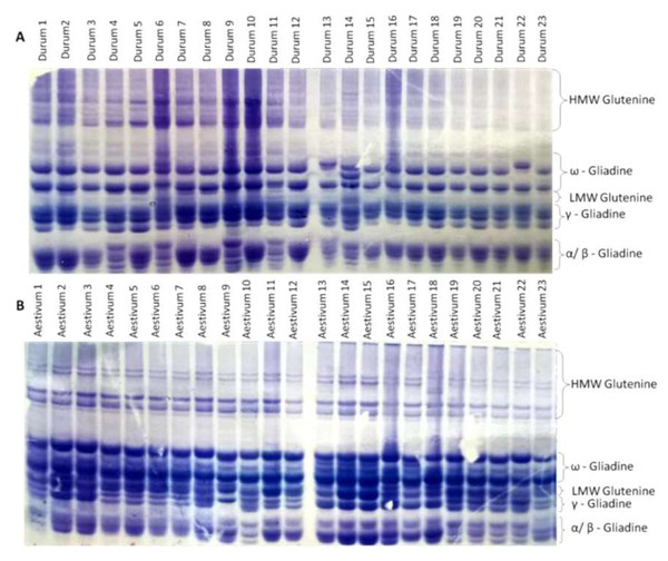 Different glutenine and gliadin banding patterns in the regions of ω, γ, and α gliadins were observed in the genotypes studied.