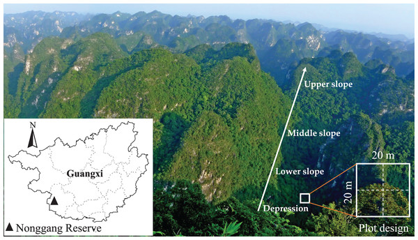 Location of Nonggang National Nature Reserve and karst peak-cluster depression landscape.