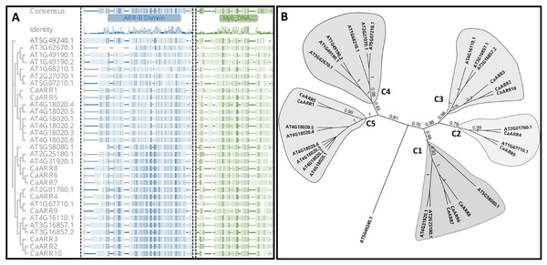 (A) Alignment of the ARR domain sequences from 10 putative ARRs-B genes in pepper and 21 ARRs-B genes from Arabidopsis thaliana. ARRs-B and Myb DNA binding motifs on amino acid sites are marked at the top, and sequence identities are shown below. (B) An unrooted phylogenetic tree displays CaARRs-B genes’ relationships in C. annuum and A. thaliana. Different colors indicate the five different groups.