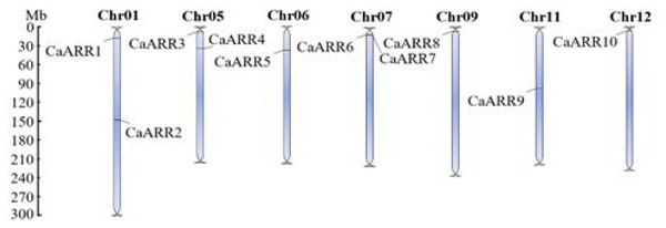 Chromosomal distribution of CaARRs-B genegenes in pepper.
