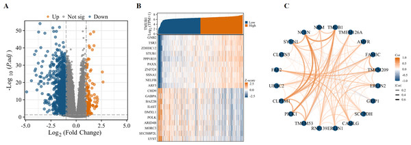 Differentially expressed genes and PPI network of TMUB1 in colon cancer.