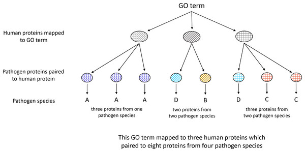 Illustration of Gene Ontology assignment between host and pathogen proteins.