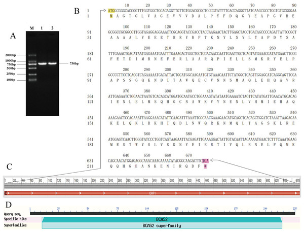 Cloning and sequence analysis of Hezuo Pig BCAS2 CDS.
