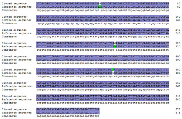Sequence alignment between cloned and reference BCAS2 CDS region.