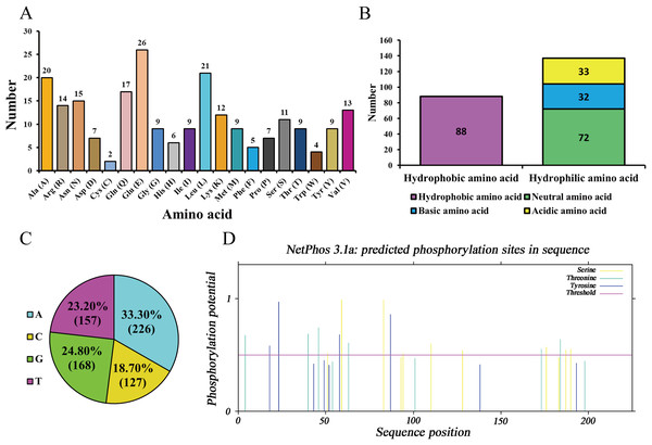 Sequence composition and characterization of Hezuo pig BCAS2.