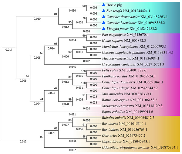 Phylogenetic tree of the BCAS2 gene among different species.