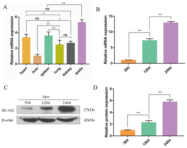 Expression patterns of Hezuo pig BCAS2 at the mRNA and protein levels.