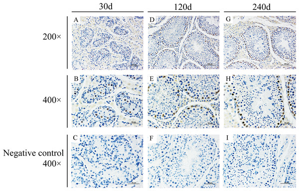 Immunohistochemical staining of BCAS2 protein in developmental Hezuo pig testes.