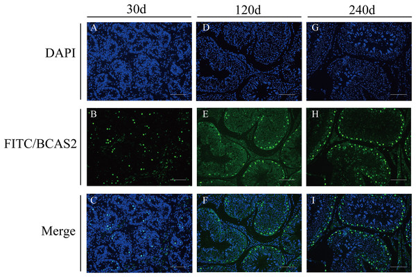 Immunofluorescence staining of BCAS2 protein in developmental Hezuo pig testes (200×).