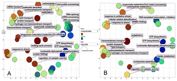 Scatter plot of GO Terms of biological process for proteins from M. tenellum eggs.