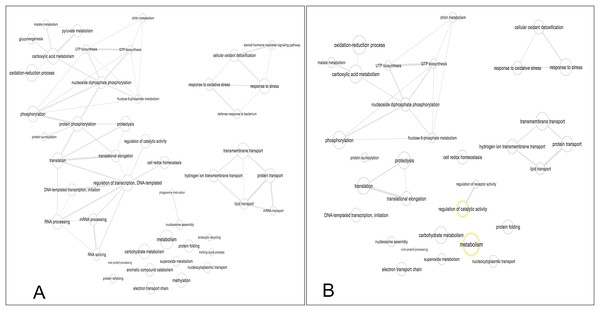 Interactive graph of GO biological processes from M. tenellum egg proteins.