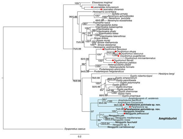 Maximum-likelihood phylogenetic tree of Hesionidae based on COI, 16S, 18S and 28S sequences.