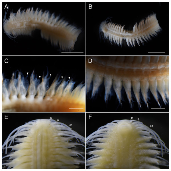 Parahesione apiculata sp. nov. (NSMT-Pol H-898).