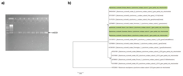 Bactericera cockerelli Central haplotype identification.