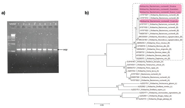 Wolbachia strain B identification.