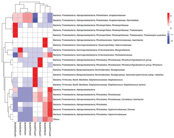 Heatmap based on the unsupervised hierarchical biclustering of the psyllid samples.