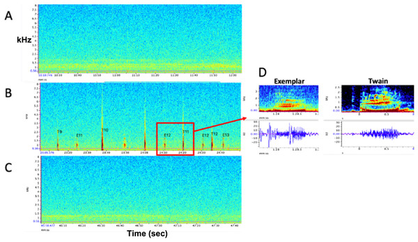 Representative spectrograms of (A) baseline control (pre) period, (B) experimental playback (during) period, and (C) follow-up control (post) period. No whup calls were recorded during pre- and post- periods. (D) Example spectrograms and waveforms of the whup exemplar and Twain’s whup call. Note exchange between E (exemplar) and T (Twain) in B.