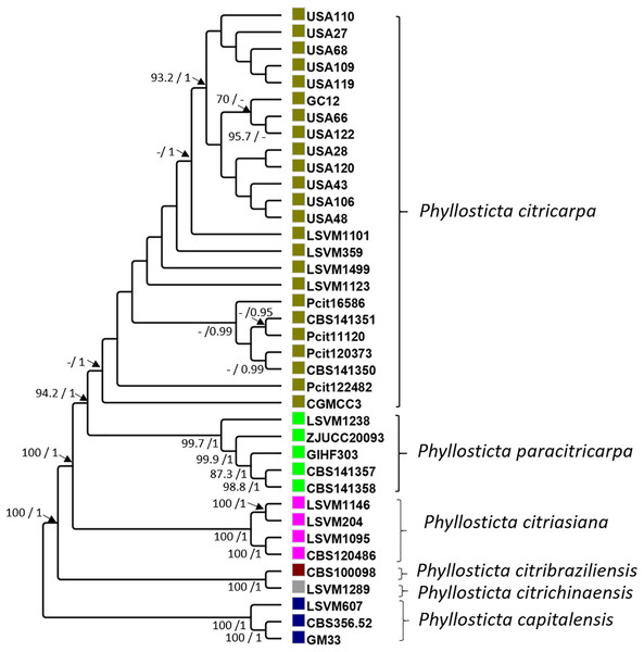 Maximum likelihood and Bayesian phylogenetic cladogram.