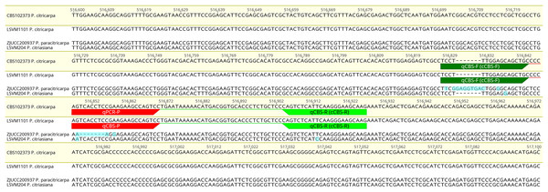 Alignment of representative sequences of Phyllosticta citricarpa, P. paracitricarpa and P. citriasiana of the gene located in the scaffold 23 of the P. citricarpa CBS102373 strain genome.