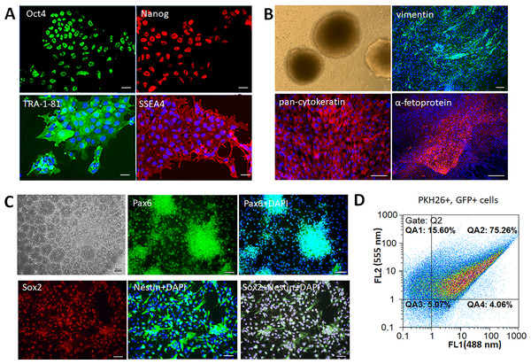 Characterization of the iPSCs and iNPCs cultures.