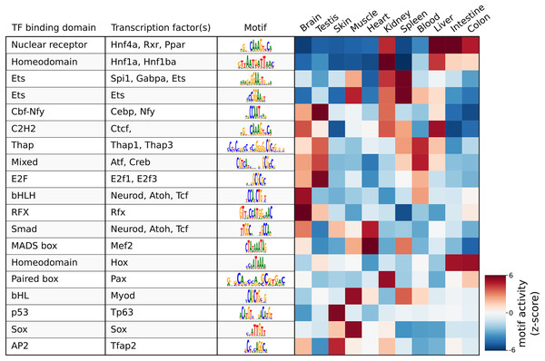 Result of the differential motif analysis by seq2science between ATAC-seq peaks of different tissues of zebrafish (Yang et al., 2020).