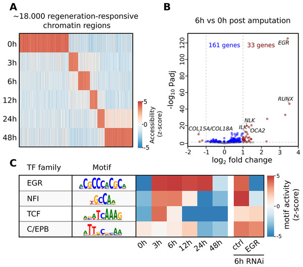 Summary of selected results from the re-analysis of the RNA-seq and ATAC-seq regeneration time series from Gehrke et al. (2019).