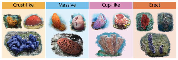 Illustrations of sponge’s functional morphologies.