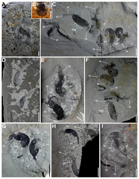 Gregarious specimens of Herpetogaster collinsi from the Balang Formation of China.