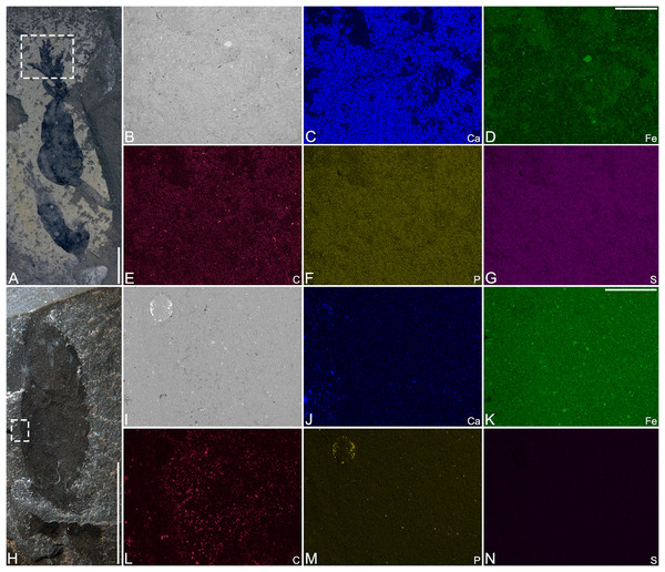 SEM micrograph and SEM-EDS elemental maps of Herpetogaster collinsi from the Balang Formation of China.