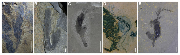 All known Herpetogaster species from Gondwana and Laurentia.