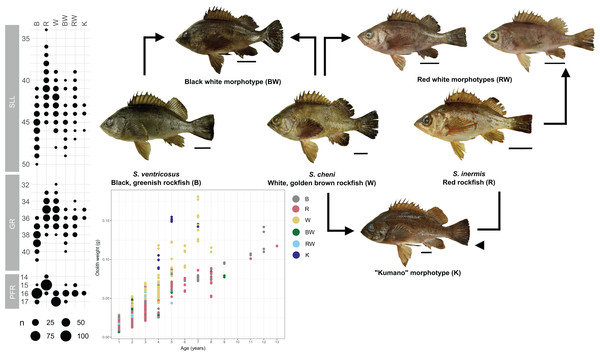 Colouration patterns, meristic counts, and otolith weight~age relationships of the three rockfishes Sebastes cheni, Sebastes inermis, and Sebastes ventricosus, and the putative morphological hybrids between them.