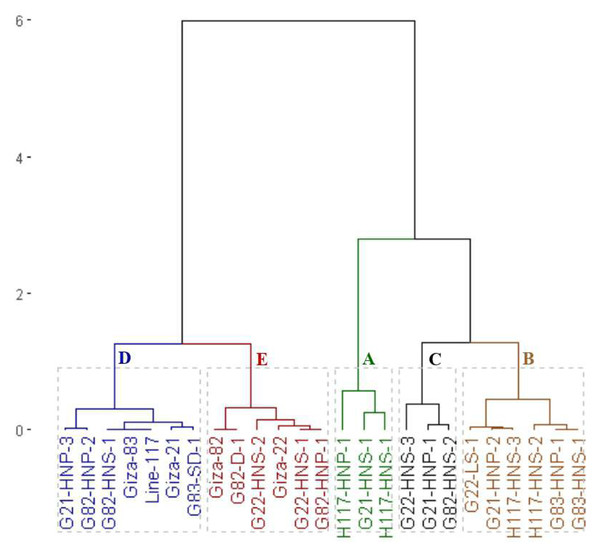 Dendrogram of the assessed 25 soybean genotypes (twenty M3 mutants and their parental cultivars) based on protein content.
