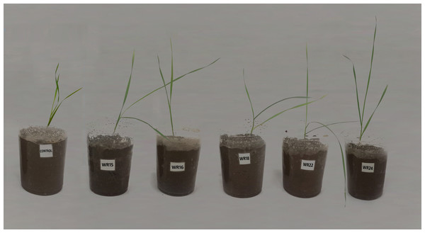 Effect of potential bacteria on wheat growth under controlled conditions.