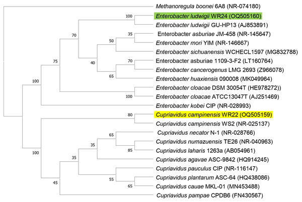 Phylogenetic tree based on 16S rRNA gene sequencing of potential bacteria using neighbor-joining method.